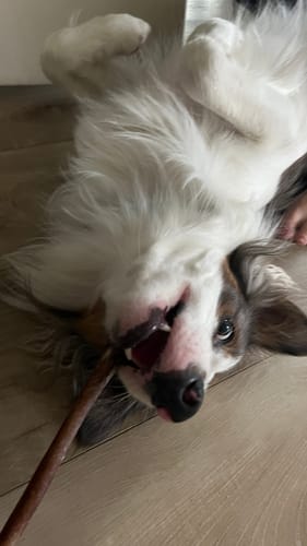 Customer photo review of 12 Inch Thick Bully Stick