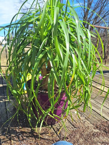 Customer photo review of Plant Food