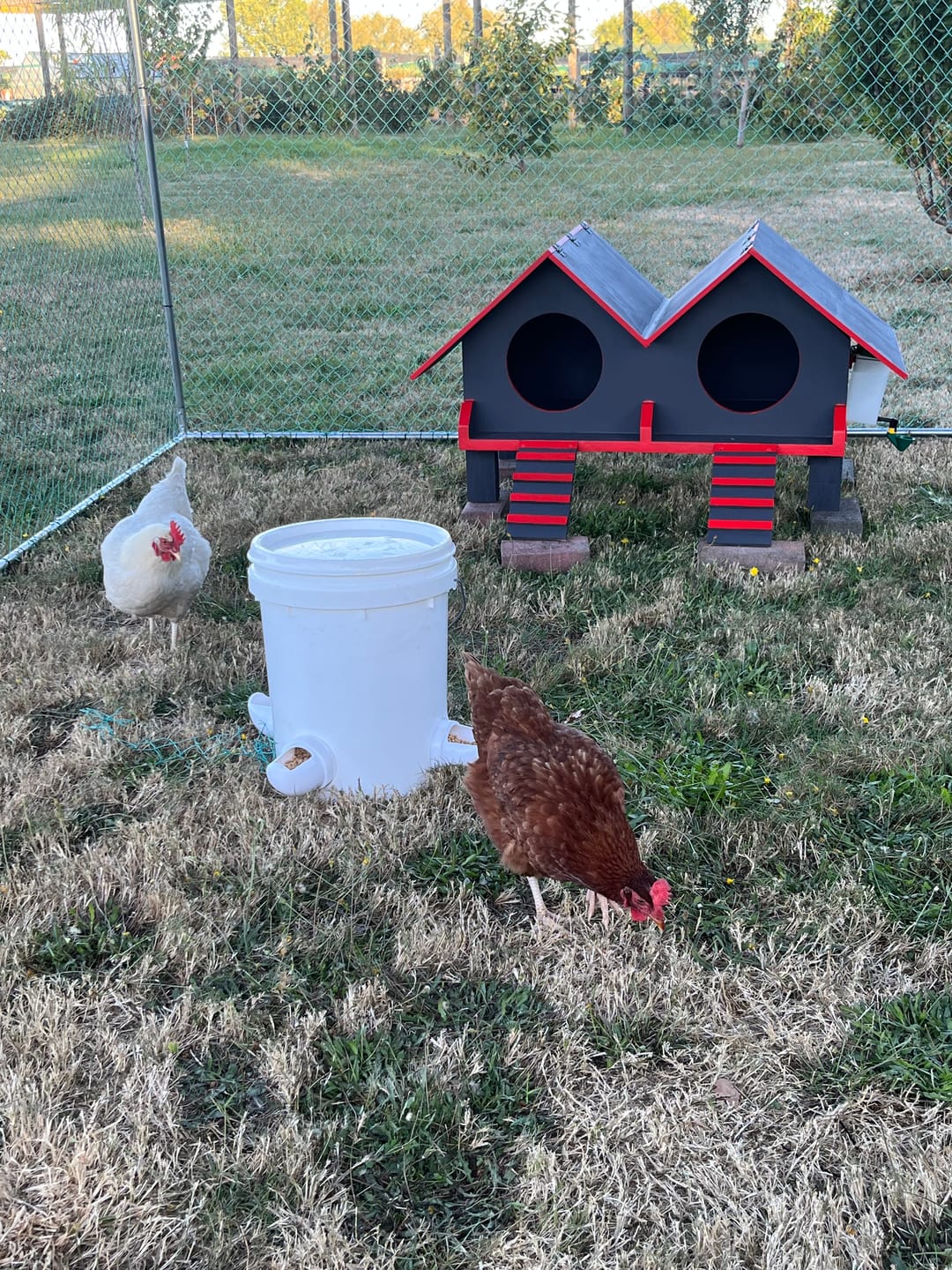 Customer photo review of Chicken Mini Cup Drinker 1 Litre