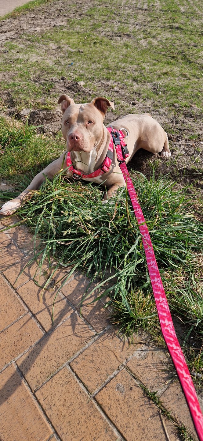 Customer photo review of Training Anti Pull TRI-Harness® | M-XL Breeds - Bubblegum