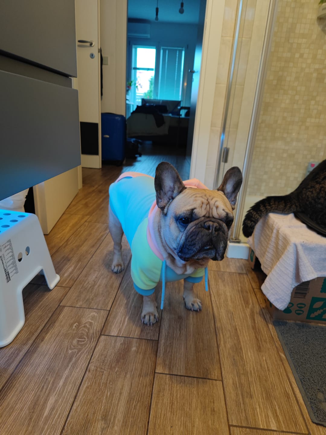 Customer photo review of Jelly Bean Dog Hoodie