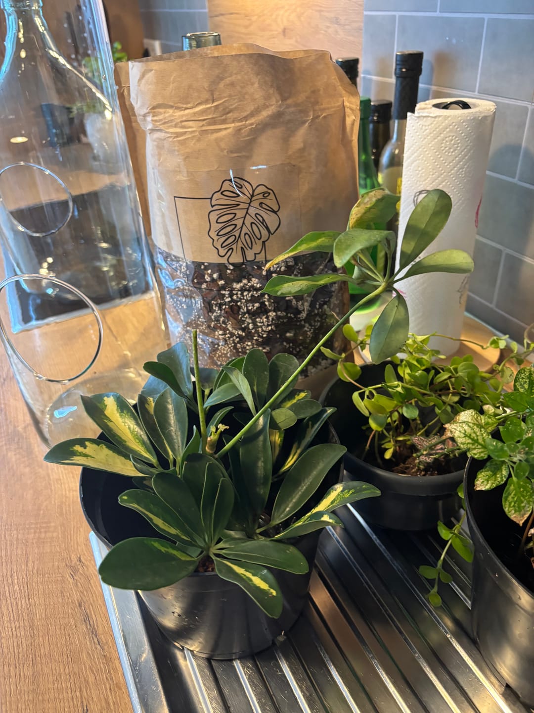 Customer photo review of SUBSTRAT - MISCHUNG ZIMMERPFLANZEN