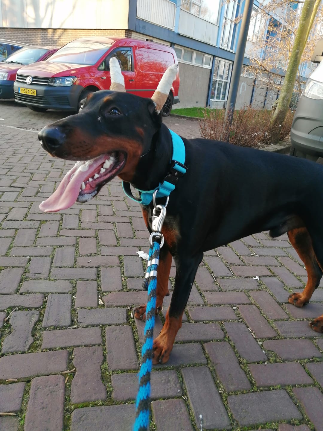 Customer photo review of 5cm Combat® Collar | With Handle & Secure Clip - Light Blue