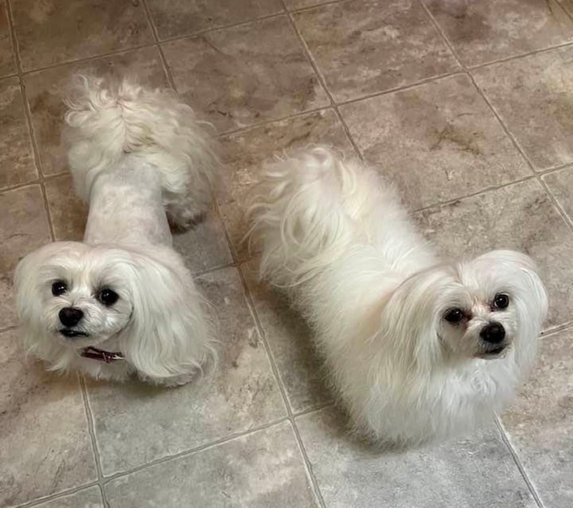 Customer photo review of Mini Rabbit Feet