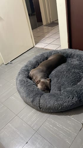 Customer photo review of Cama Antiestrés para Perros