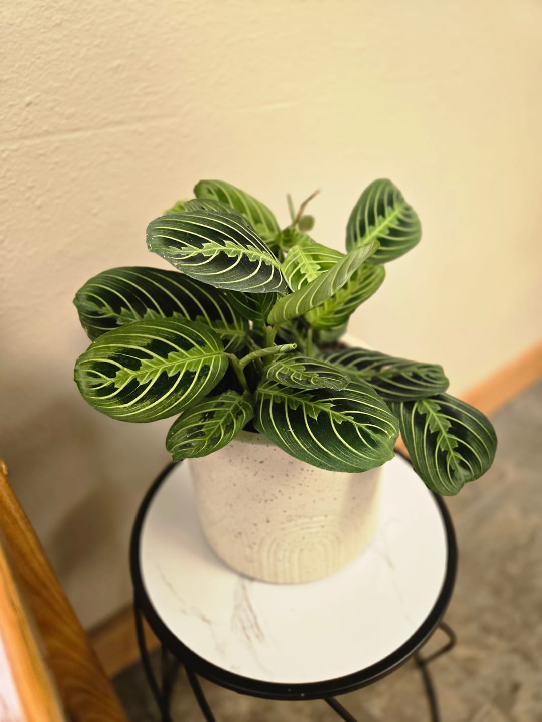 Customer photo review of Maranta leuconeura "Lemon Maranta"