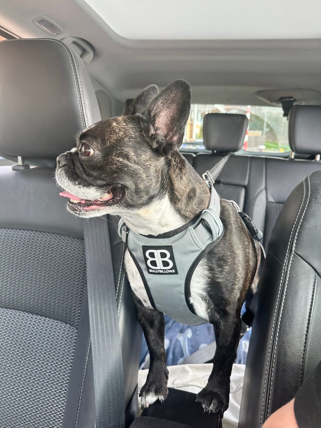 Customer photo review of Comfort Premium Harness | Non Restrictive - Metal Grey