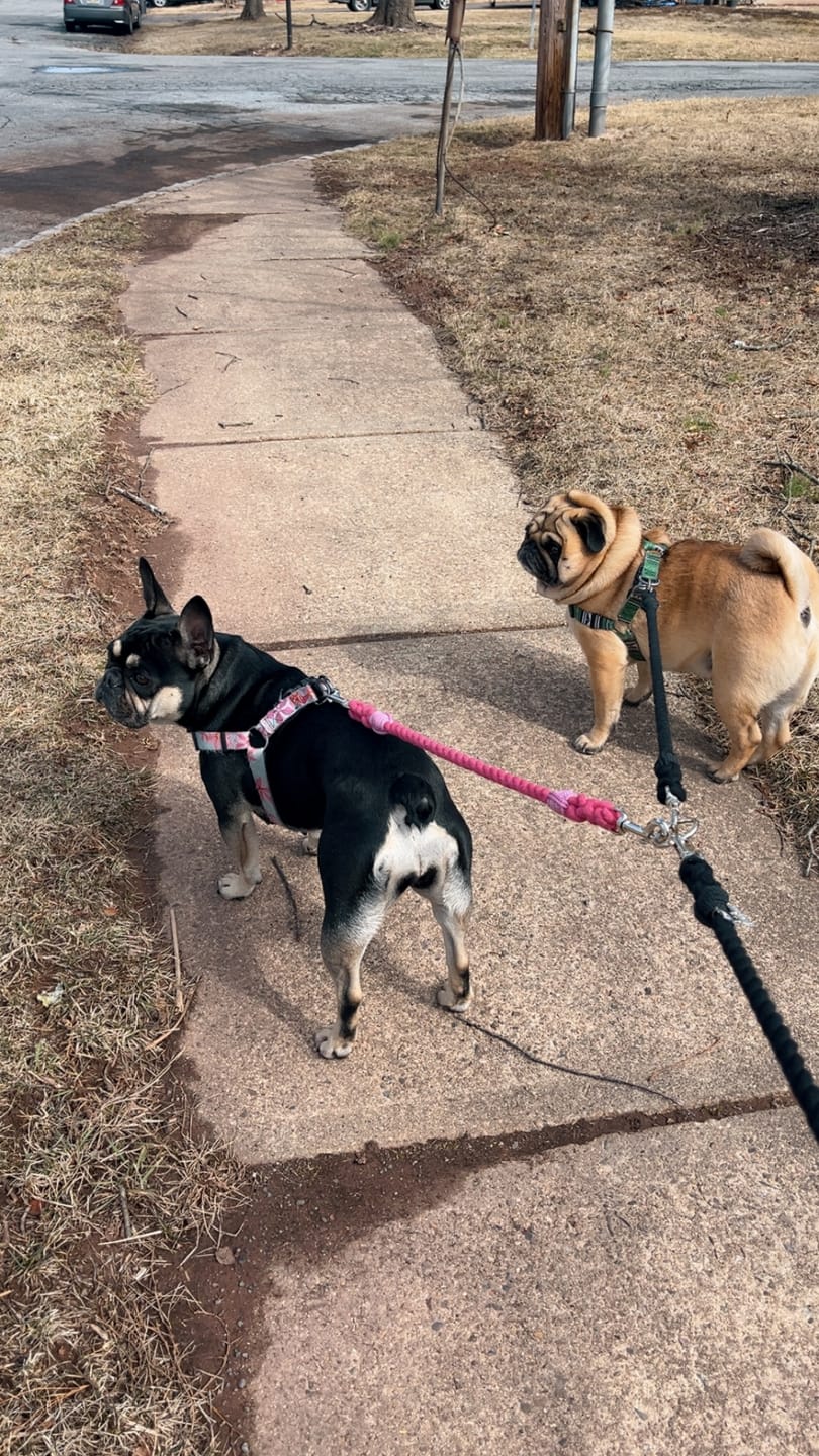 Customer photo review of Cotton Rope Multi-Dog Leash Connector