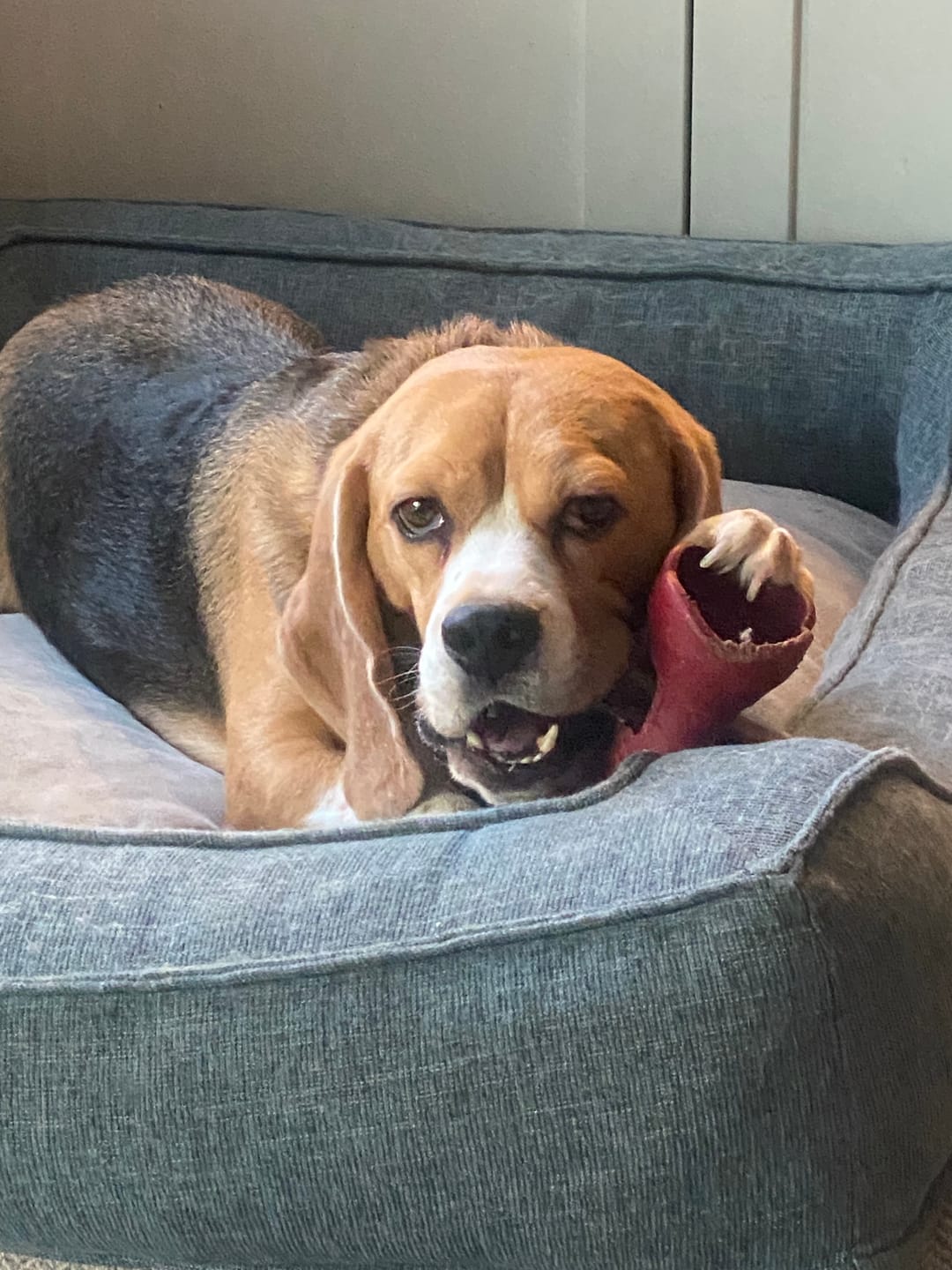 Customer photo review of 6 Inch Jumbo Braided Bully Stick