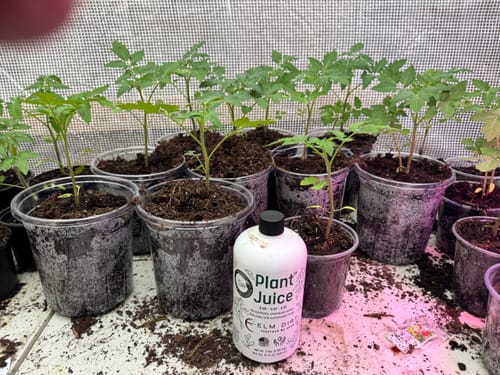 Customer photo of tomato seedlings that grew from 5 to 12 inches with Elm Dirt Plant Juice