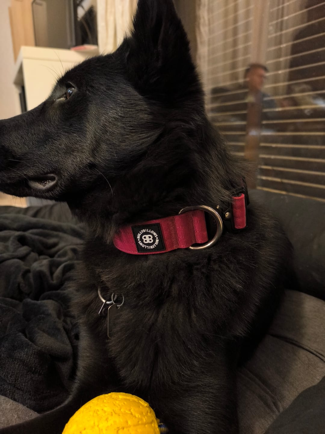 Customer photo review of 4cm Combat® Collar | Rated Clip - NO HANDLE - Burgundy