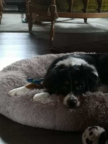 Customer photo review of Puppery Hundebett Wolke 7 - Das Original