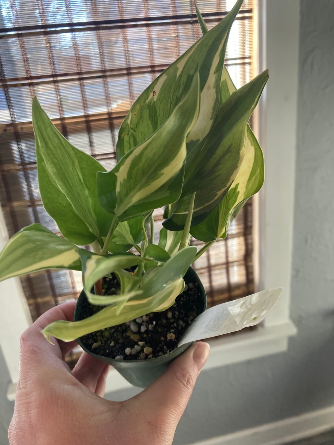 Customer photo review of Philodendron hederaceum 'Rio' - 3"