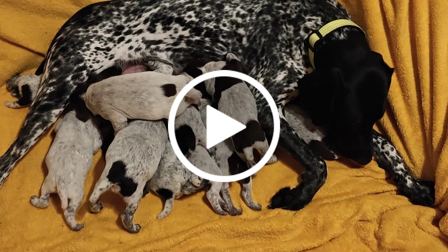 Customer video review of Inukshuk - Nourriture pour Chiens d'entrainement et performant
