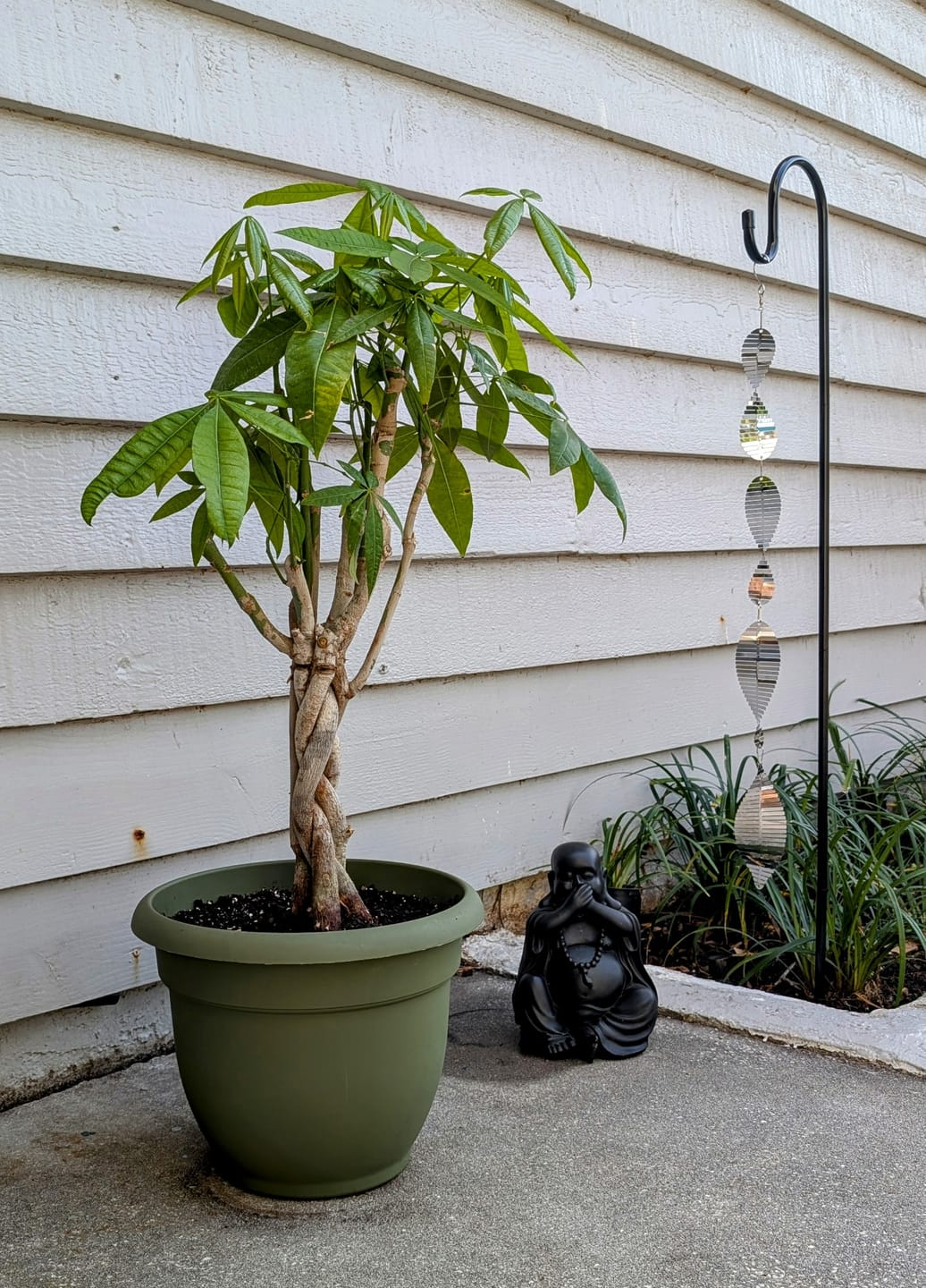 Customer photo review of Money Tree Braided, Pachira Aquatica, Good Luck Tree