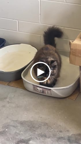 Customer video review of 3 Month Supply - 4 Cats