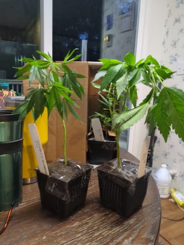 Customer photo review of Tundra™ Hybrid Fertilizer For Fruit & Flower Development