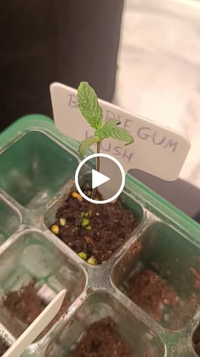 Customer video review of Super Silver Haze Samen Feminisiert