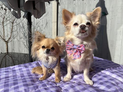 Customer photo review of Travel Mat - Emily In Paris