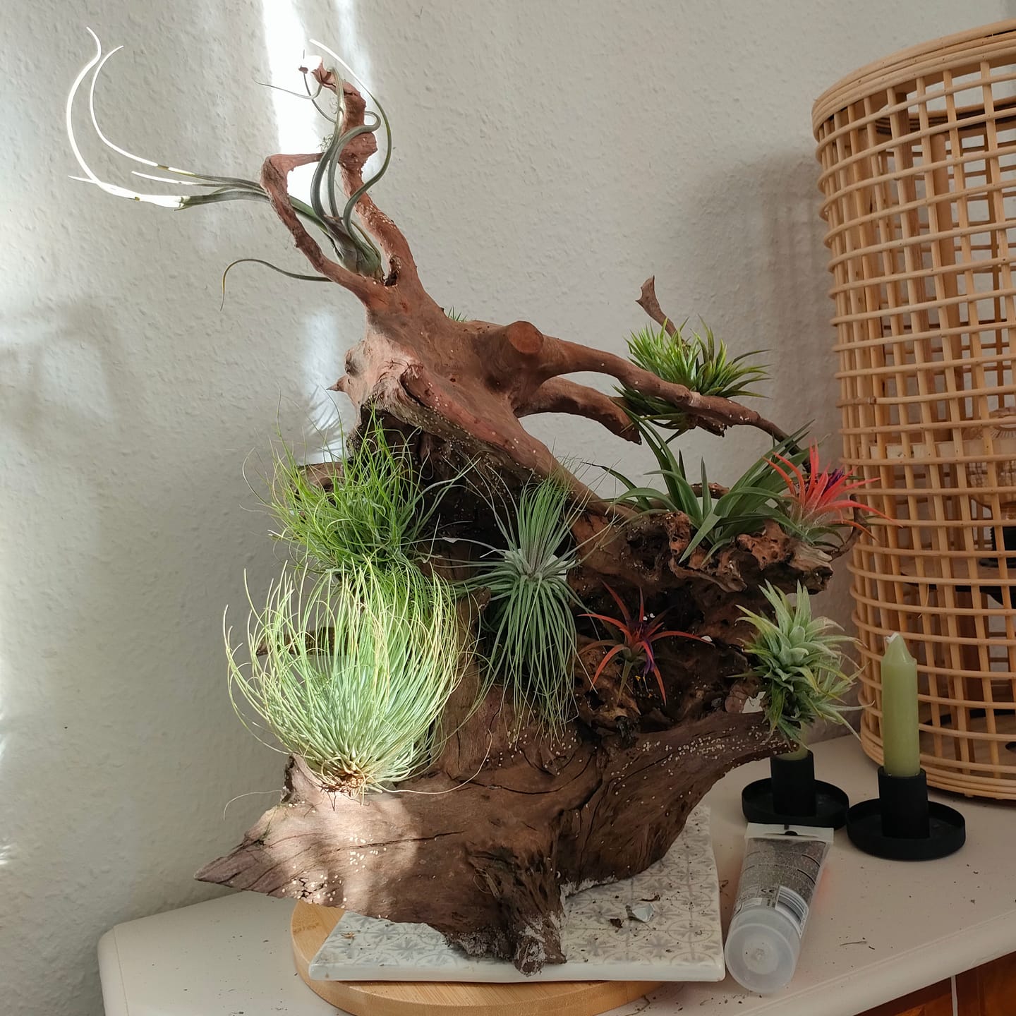 Customer photo review of Tillandsia vanhyningii
