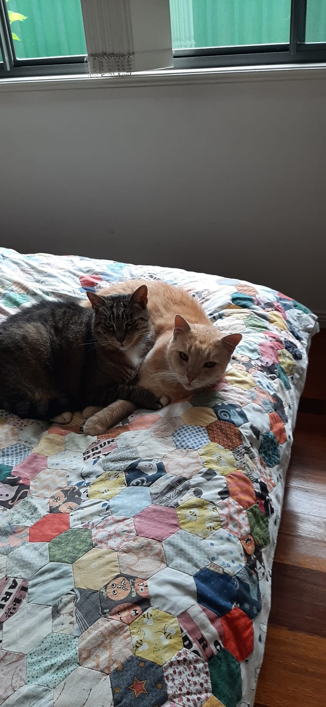Customer photo review of Michu Cat Grass Seed Replacement Pack - The Ultimate Solution for Lush and Healthy Cat Grass Growth in Australia