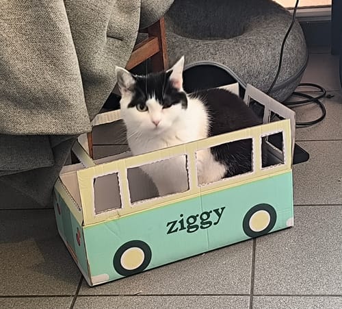 Avis photo d'un client sur Croquettes Chaton Sans Céréales - Poulet & Huile de Saumon
