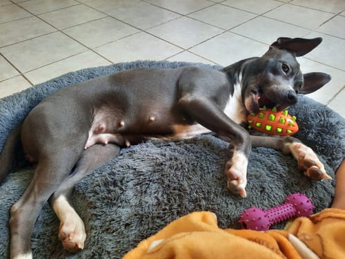 Customer photo review of Cama Antiestrés para Perros