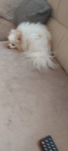 Customer photo review of Lucky Belly