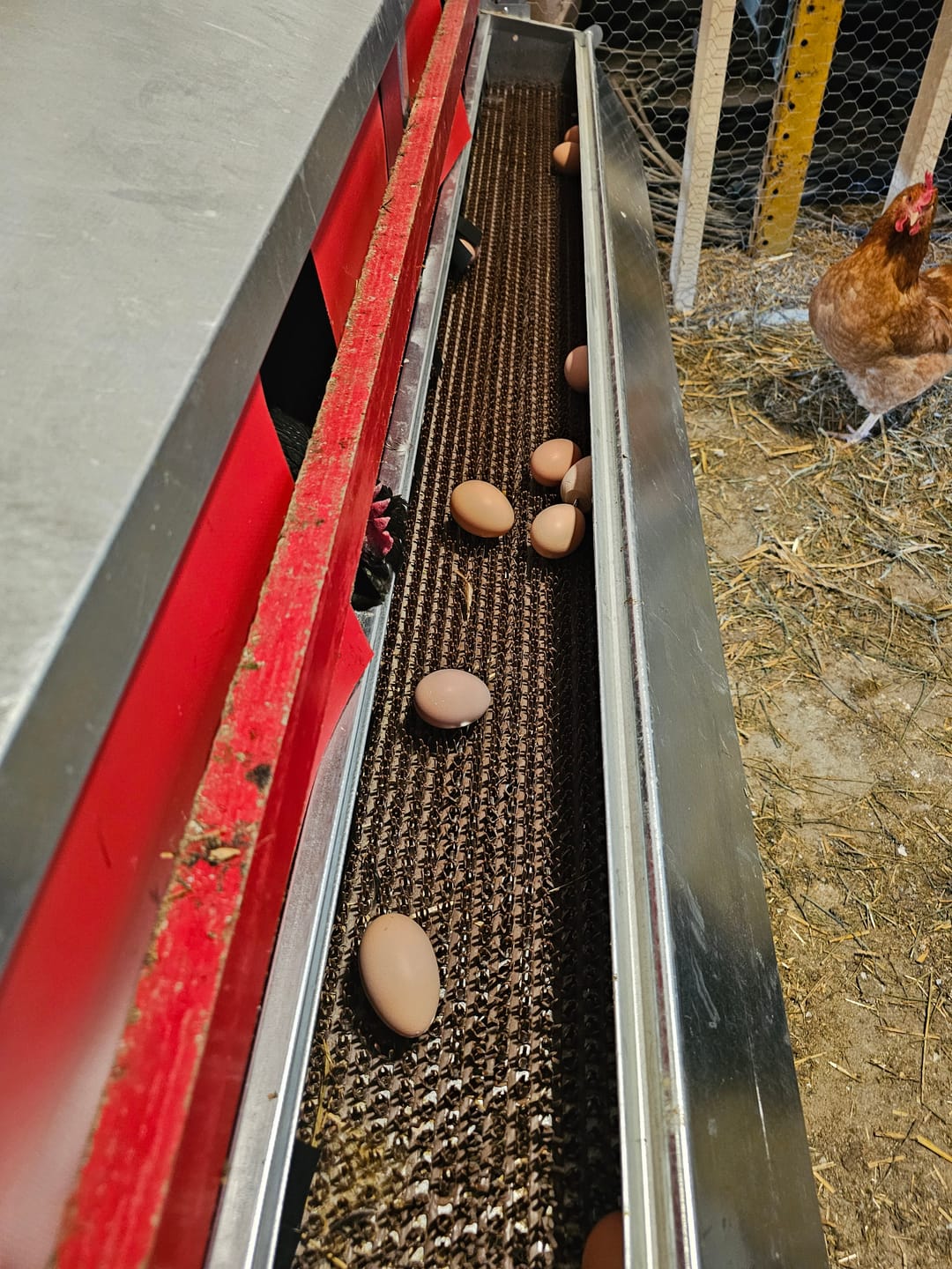 Customer photo review of X-Large (72") Reversible Rollout Nest Box (Up to 75 Hens)