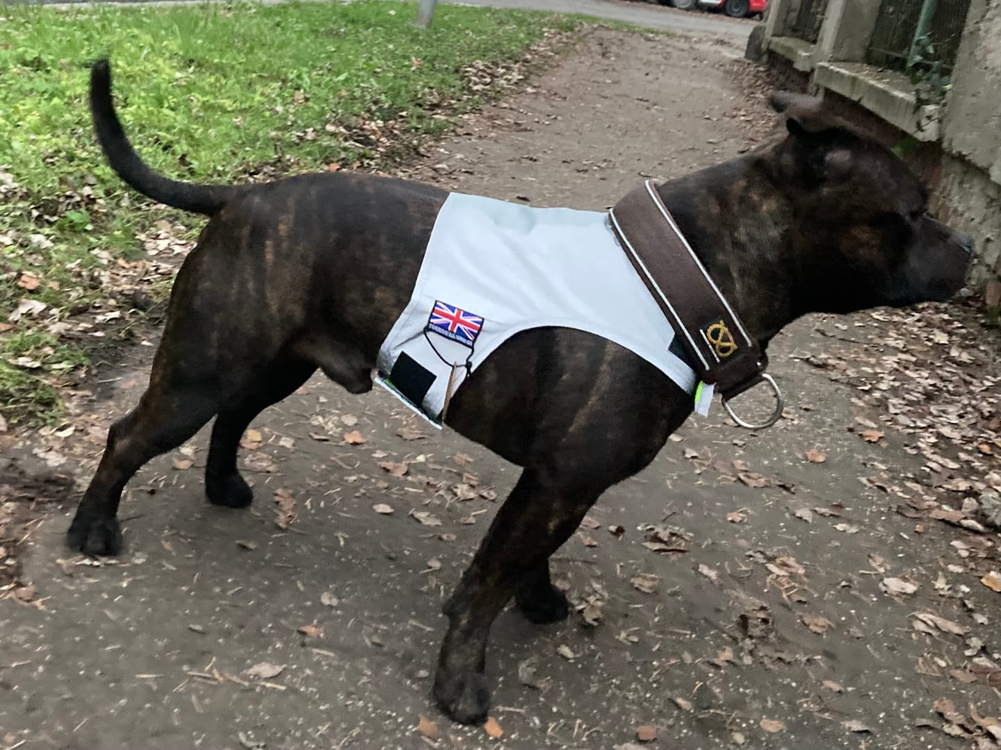 Customer photo review of Staffordshire Bull Terrier 1935® Reflective Vest - Reversible - Silver & Neon Green