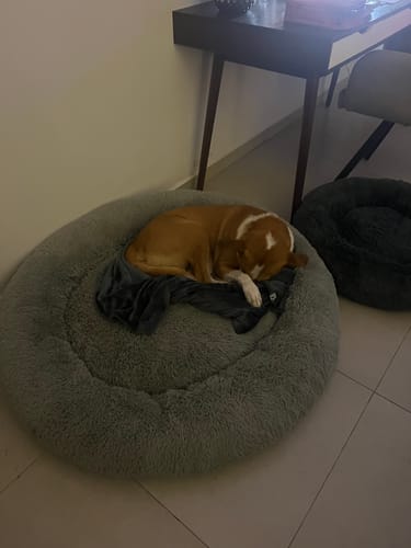 Customer photo review of Manta Relajante para Mascotas