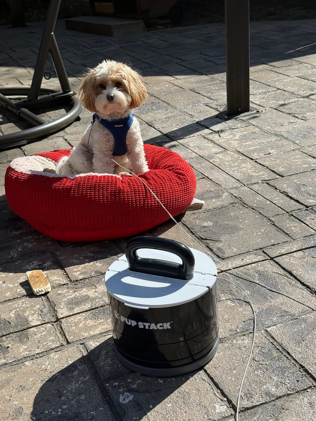 Customer photo review of Pup Stack