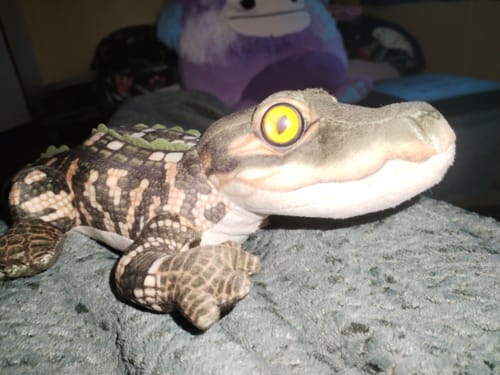 Customer photo review of Baby Alligator Plush | Wild Republic