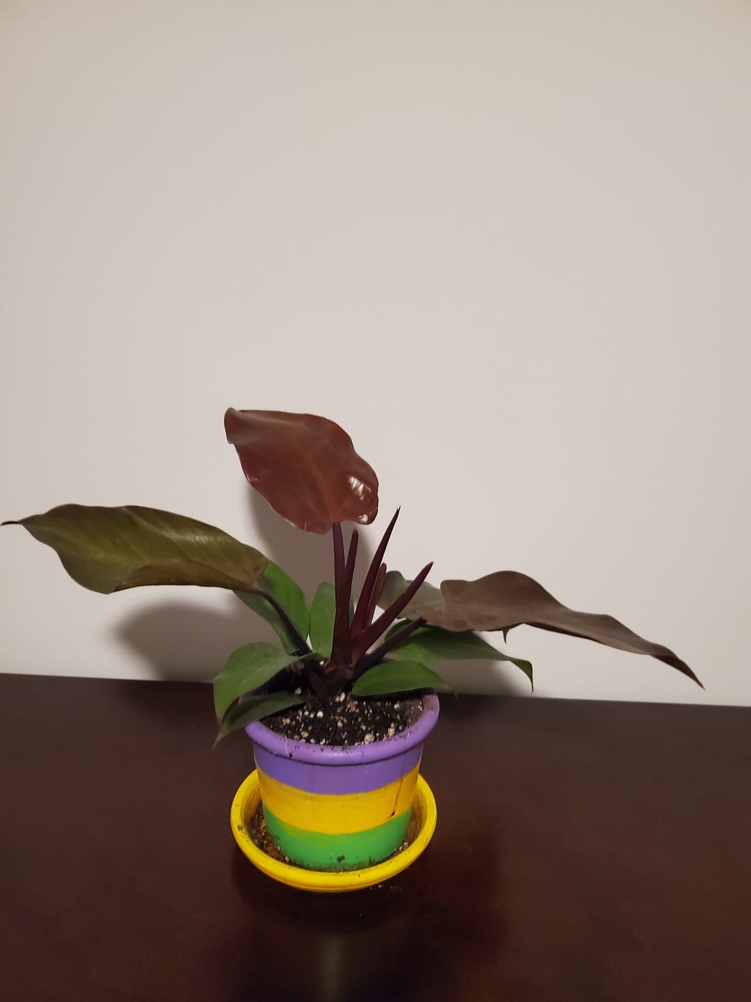 Customer photo review of Philodendron 'McColley's Finale'