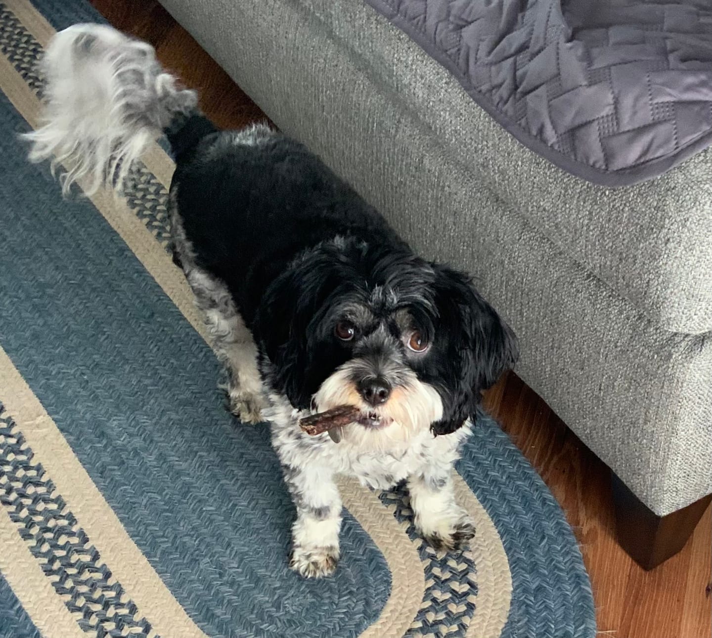 Customer photo review of 5-6 Inch Small Collagen Champion Chew