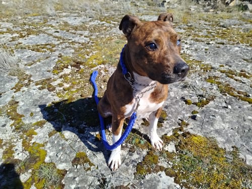 Customer photo review of COLLIER + LAISSE "BLUE ARMY"