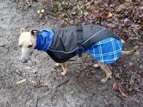 Customer photo review of Felton - Sighthound Coat with Underbelly and Harness Hole
