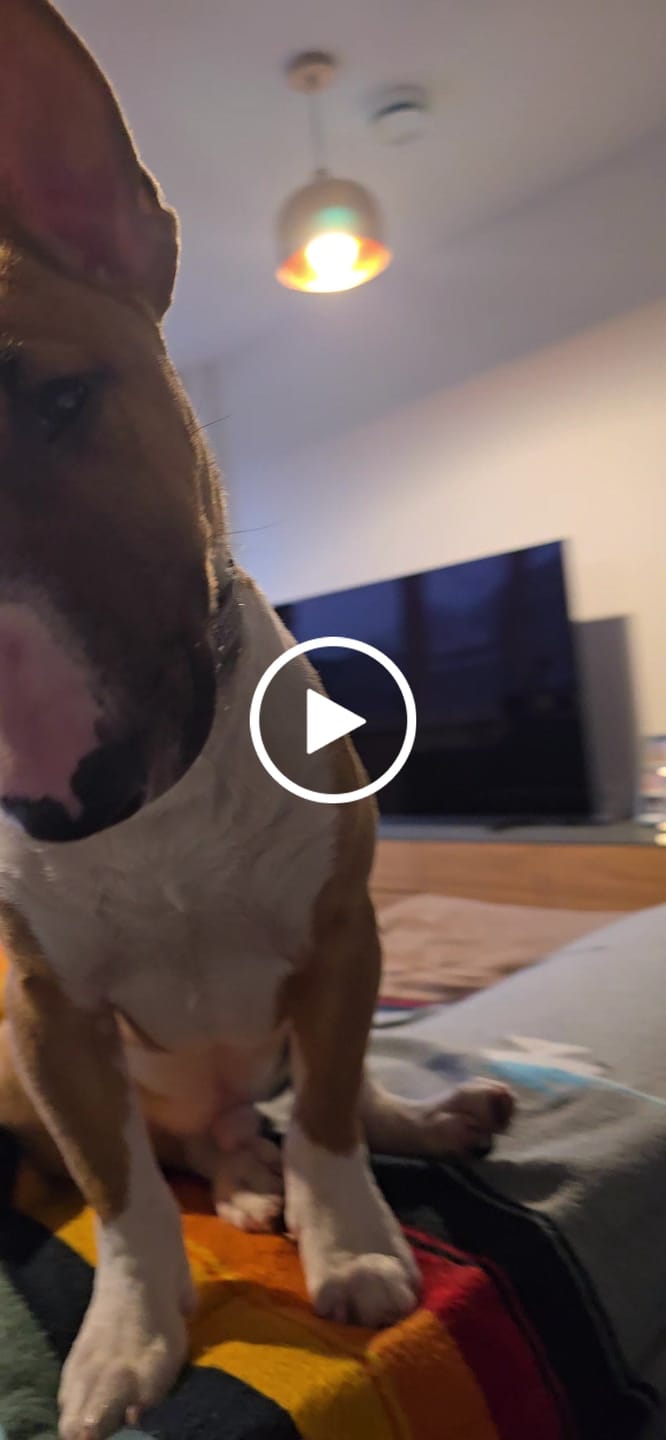 Customer video review of Slip N' Clip Collar | XS-M Breeds - Grey