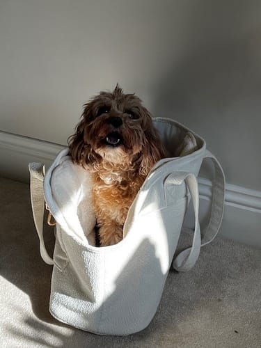 Customer photo review of Marshmallow┃The Bouclé Carrier