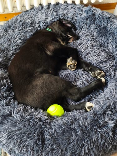 Customer photo review of Puppery Hundebett Wolke 7 - Das Original