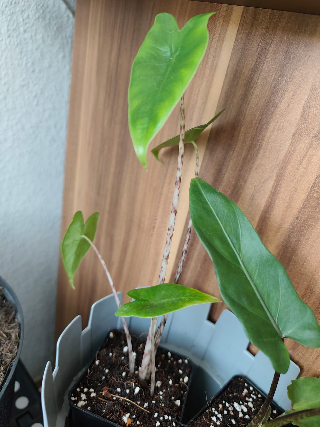 Customer photo review of ALOCASIA ZEBRINA