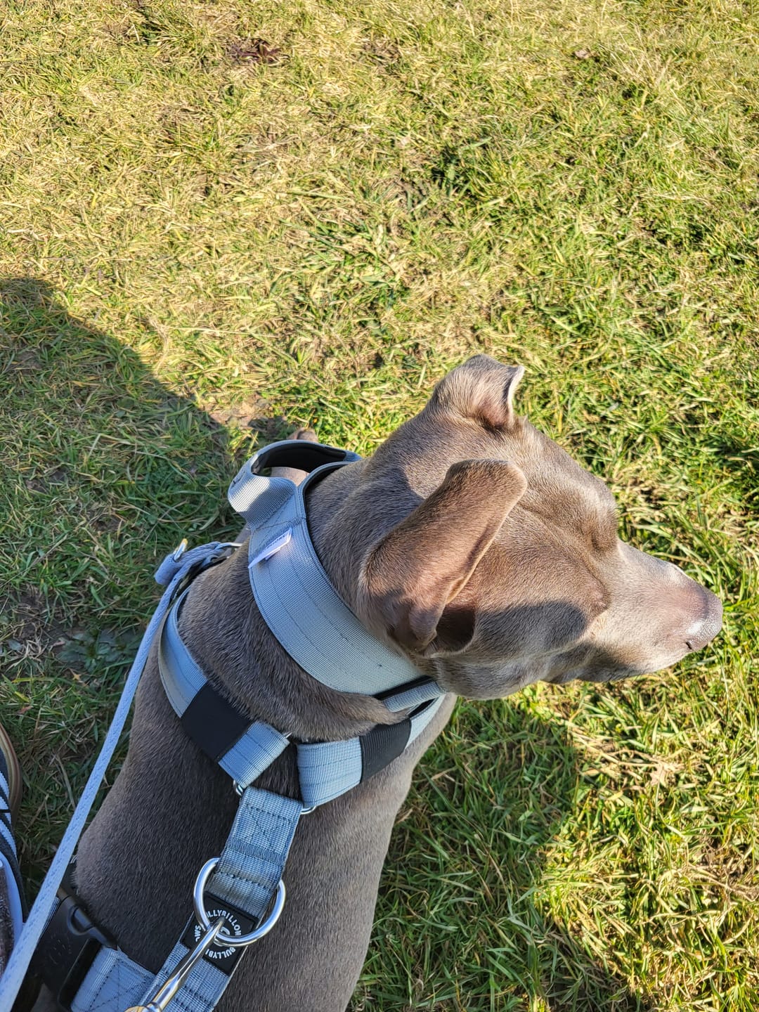 Customer photo review of 5cm Combat® Collar | With Handle & Secure Clip - Metal Grey