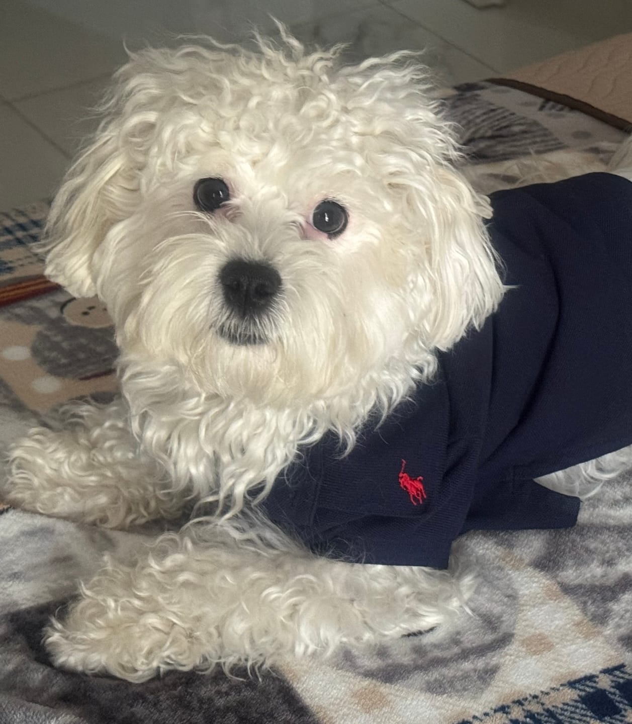 Customer photo review of Polo Ralph Lauren Cotton-Mesh Dog Polo Shirt