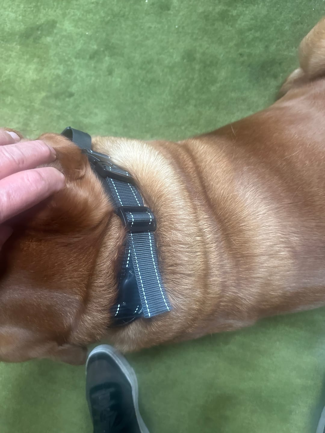 Customer photo review of 2.5" ProGuard Tactical Collar