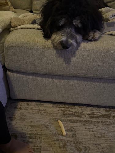 Customer photo review of 4" Cow Tails for Dogs