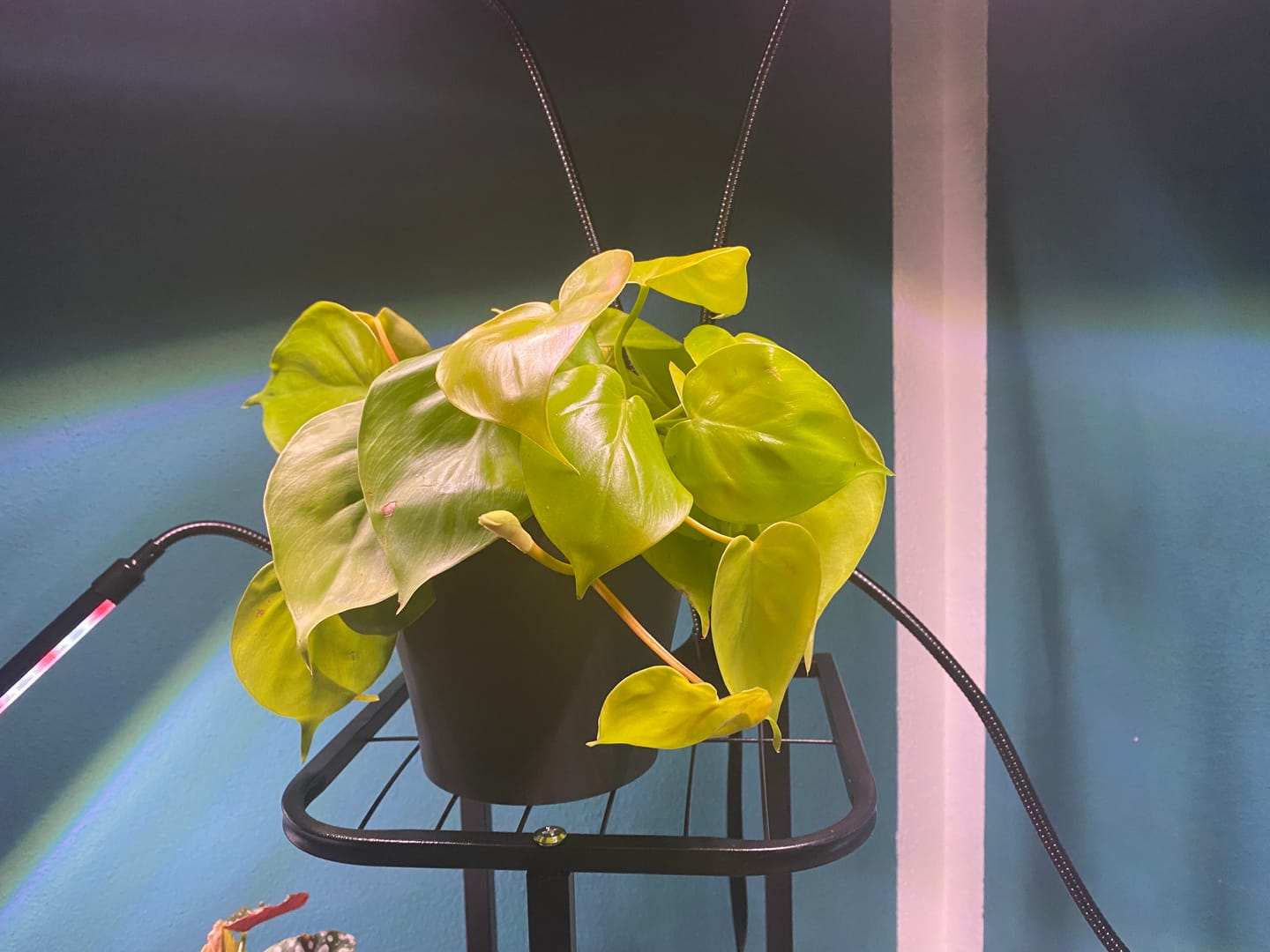 Customer photo review of PHILODENDRON HEDERACEUM LEMON LIME