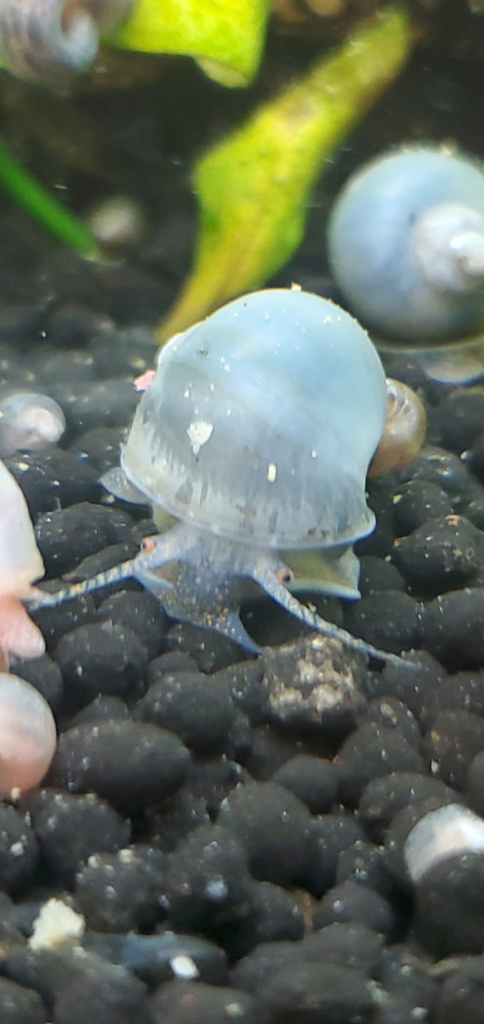 Customer photo review of Mystery Snail Mix (3 pack)