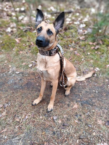 Customer photo review of Walk Leash Leopard - Säkert nylonkoppel i olika längder