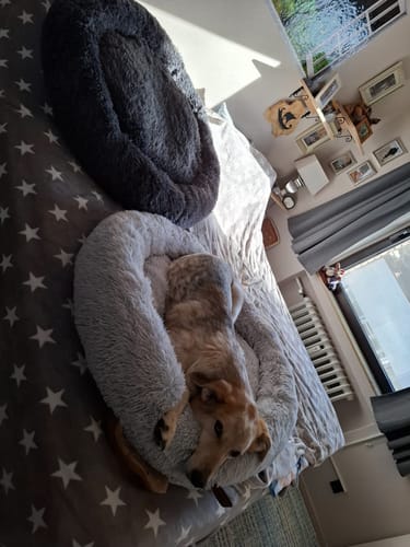 Customer photo review of Hundebett Belune® - Das Original