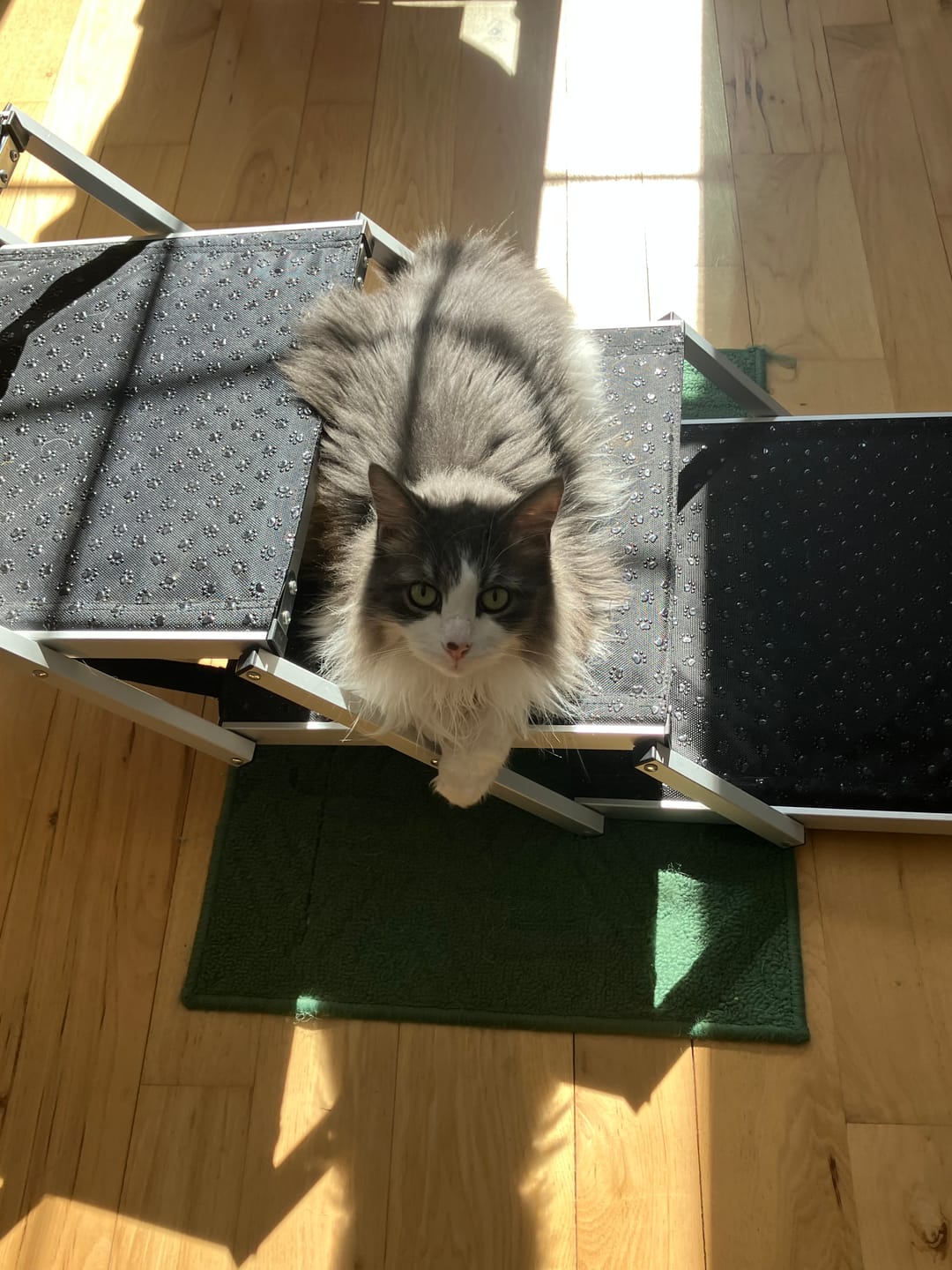 Customer photo review of Cat Weight Gain + Hyperthyroidism Support Remedy